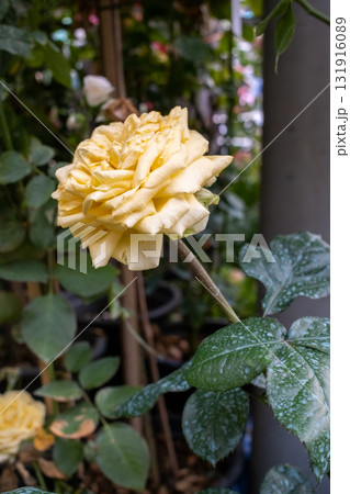 Yellow rose garden bloom petal stem leaf dew natural floral spring Yellow rose garden bloom petal stem leaf dew natural floral spring 131916089