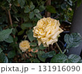 Yellow rose garden bloom soft petals dewdrop natural light closeup floral thorn stem 131916090