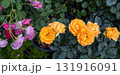 Yellow rose orange rose garden flower blooming rose soft light green foliage floral closeup summer garden natural beauty fresh petals 131916091