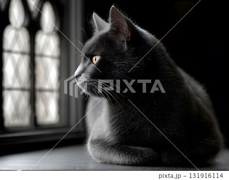 Black Cat Silhouette Under Full Moon Black Cat Silhouette Under Full Moon 131916114
