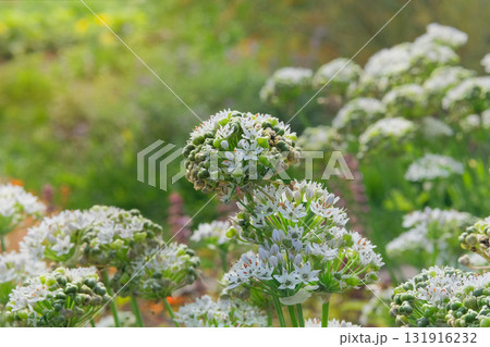 Allium seeds is growing in rural garden. Organic gardening. Aromatic herbs. Allium seed head in meadow in sunny day. Cottage garden. Allium seeds is growing in rural garden. Organic gardening. Aromatic herbs. Allium seed head in meadow in sunny day. Cottage garden. 131916232