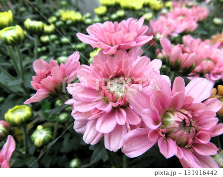 クリサンセマム　アラモード 131916442