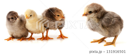 three little chicken isolated on white background three little chicken isolated on white background 131916501