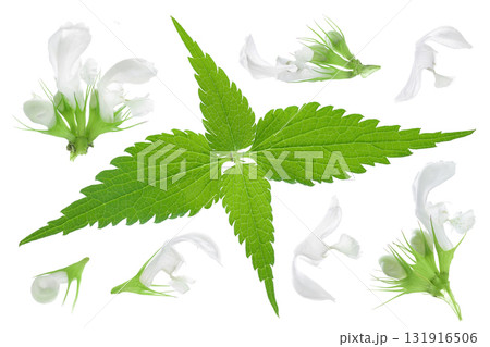 Nettle leaf with flower isolated on white background. Top view. Flat lay 131916506