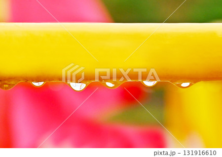 朝露　水滴　イメージ素材　背景素材 131916610
