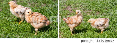 two yellow baby chicken in the green grass 131916637