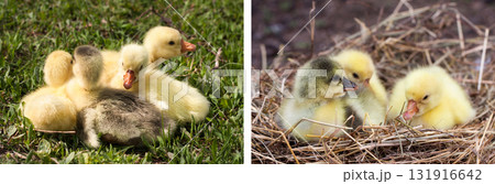 four little domestic gosling in green grass four little domestic gosling in green grass 131916642