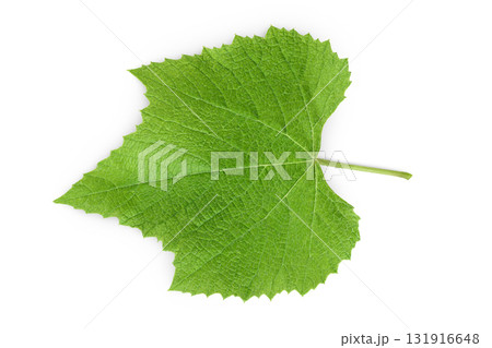 Grape leaf isolated on white background. Top view. Flat lay Grape leaf isolated on white background. Top view. Flat lay 131916648