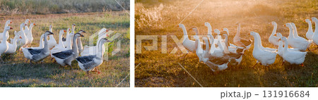 Flock of geese grazing on grass in summer field at sunset Flock of geese grazing on grass in summer field at sunset 131916684