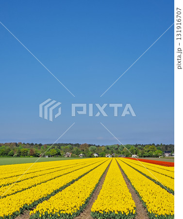 A stunning, expansive field of bright yellow tulips extends in straight rows under a vast, clear blue sky. Beautiful Dutch landscape 131916707