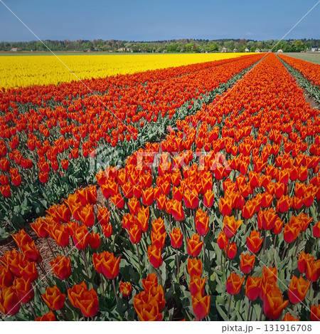 A vast field of orange and red tulips and a strip of bright yellow flowers at horizon with distant tree line under a clear blue sky. Beautiful Dutch landscape A vast field of orange and red tulips and a strip of bright yellow flowers at horizon with distant tree line under a clear blue sky. Beautiful Dutch landscape 131916708