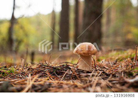 Porcinin mushroom in pine forest at rainy weather Porcinin mushroom in pine forest at rainy weather 131916908
