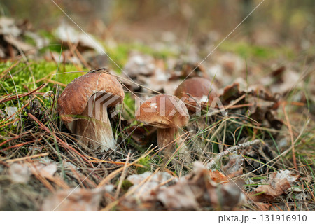 Group of porcini mushrooms growing in forest in moss. Beautiful fresh porcini mushrooms in pine forest Group of porcini mushrooms growing in forest in moss. Beautiful fresh porcini mushrooms in pine forest 131916910