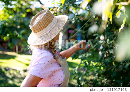 Gardener trimming plant outdoors with pruning shears. Gardener trimming plant outdoors with pruning shears. 131917168