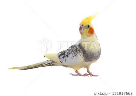cockatiel  parrot isolated on a white background 131917668