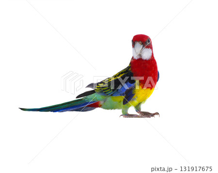 parrot Rosella parrot isolated on white background parrot Rosella parrot isolated on white background 131917675