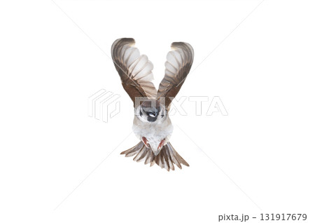 Sparrow in flight isolated on white background 131917679