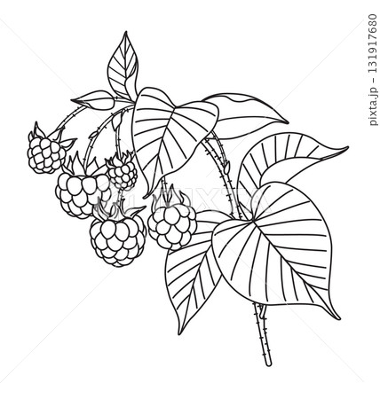 Black and White Outline Drawing  Raspberry Branch 131917680