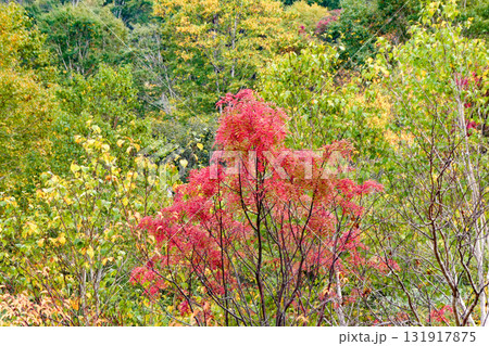 色づき始めた八幡平の黄葉にまじりナナカマドの紅葉 131917875