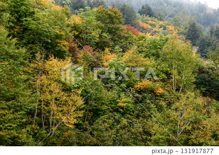 霧がかかる岩手県八幡平若いの紅葉黄葉 131917877