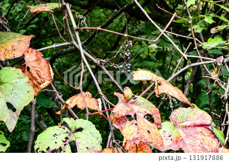 岩手県八幡平の貴重な山葡萄と葉の紅葉 131917886