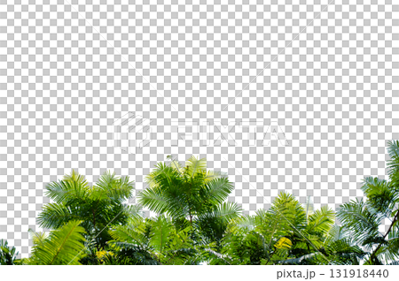 Green Tree Branch Canopy with Fresh Leaves Transparent PNG for Nature and Eco Design 131918440