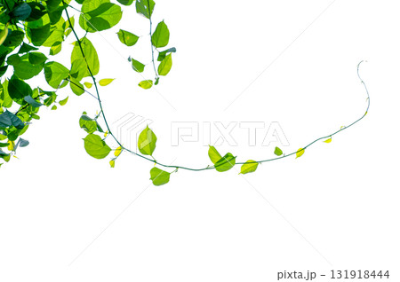 vine frame leaf vine Isolate on transparent background PNG file vine frame leaf vine Isolate on transparent background PNG file 131918444