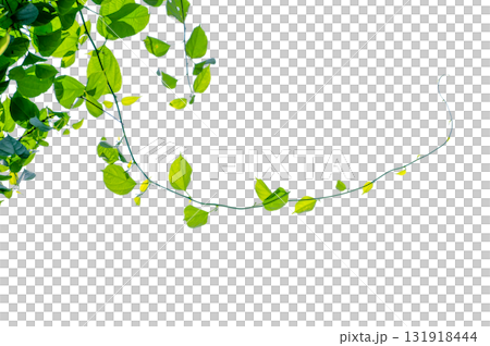 vine frame leaf vine Isolate on transparent background PNG file vine frame leaf vine Isolate on transparent background PNG file 131918444