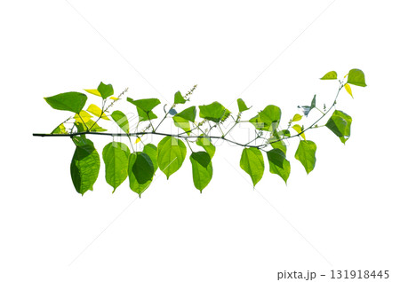 vine frame leaf vine Isolate on transparent background PNG file vine frame leaf vine Isolate on transparent background PNG file 131918445