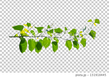 vine frame leaf vine Isolate on transparent background PNG file vine frame leaf vine Isolate on transparent background PNG file 131918445