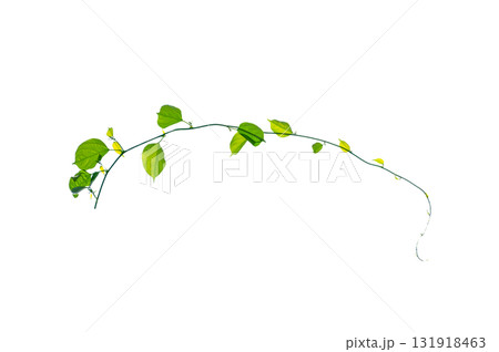 vine frame leaf vine Isolate on transparent background PNG file 131918463