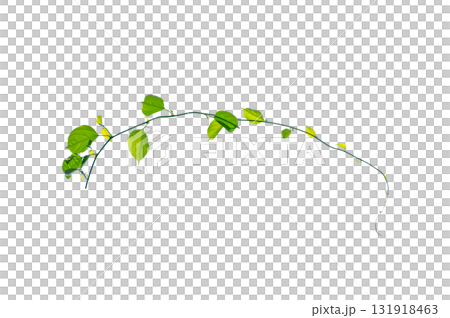 vine frame leaf vine Isolate on transparent background PNG file 131918463