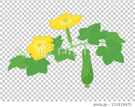 Illustration of a growing loofah with flowers 131918473
