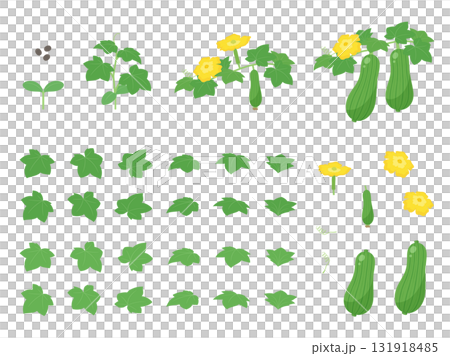 成長するヘチマと花と葉と実のイラスト素材セット 成長するヘチマと花と葉と実のイラスト素材セット 131918485