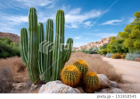 Desert cacti thriving under blue sky Desert cacti thriving under blue sky 131918545