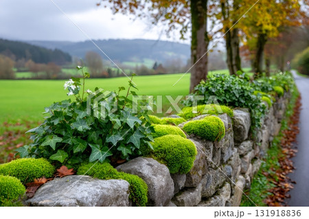 Traditional stone wall with moss and ivy in autumn 131918836