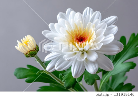 White chrysanthemum flower blooming with yellow bud 131919146