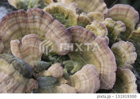 Group of mushrooms growing on a tree trunk in the autumn forest. 131919300