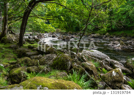 River Conwy And Woodland Near Village Betws-y-Coed In Snowdonia National Park In Wales, United Kingdom River Conwy And Woodland Near Village Betws-y-Coed In Snowdonia National Park In Wales, United Kingdom 131919784