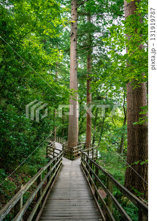 Forest Hiking Walk With Fork Near Village Betws-y-Coed In Snowdonia National Park In Wales, United Kingdom 131919787