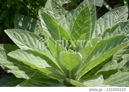 ビロードモウズイカ 葉模様 ビロードモウズイカ 葉模様 131920120