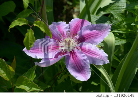 クレマチス 131920149
