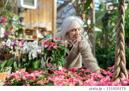 Mature woman customer-onlooker curiously examines showcase exhibition with indoor plant poinsettia 131920378