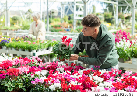 Guy customer-onlooker curiously examines showcase exhibition with indoor plant cyclamen 131920383