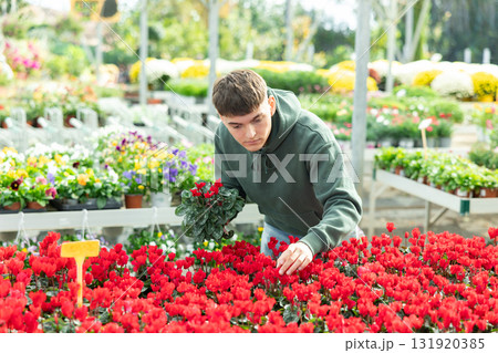 Guy customer-onlooker curiously examines showcase exhibition with indoor plant cyclamen 131920385