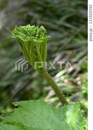 コウモリガサソウ 131920392