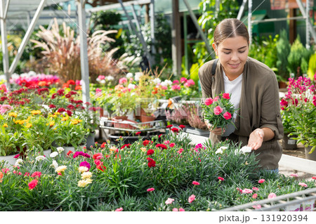 Young landscape designer girl view contemplate and examines dianthus plants 131920394