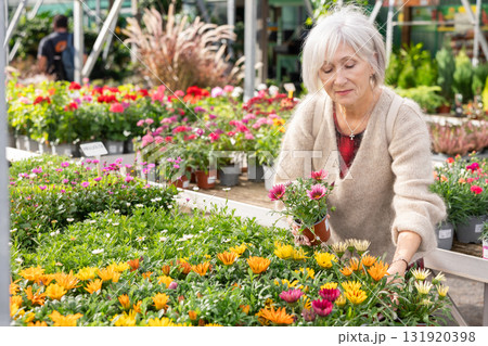 Senior woman customer-onlooker curiously examines showcase exhibition with outdoor plant gazania 131920398