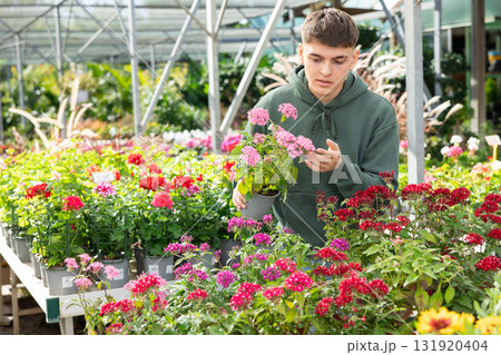 Guy visitor of flower boutique examines flowers of pentas mix 131920404
