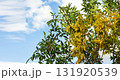Autumn ash seeds on the branches of trees. 131920539